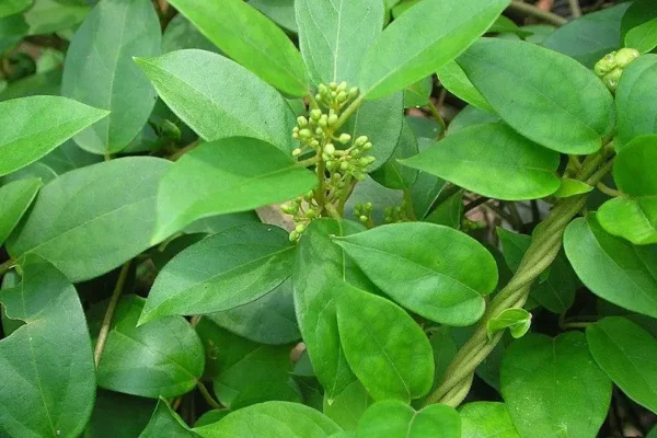 Health Benefits of Gymnema Sylvestre