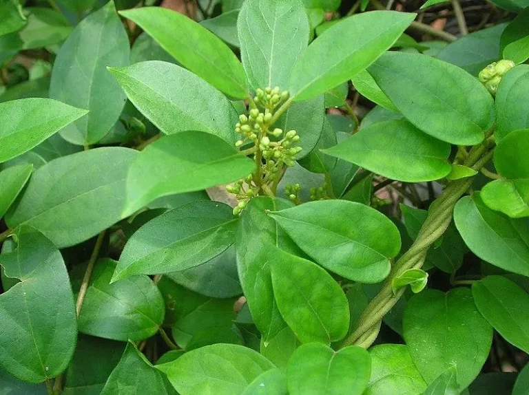 Health Benefits of Gymnema Sylvestre