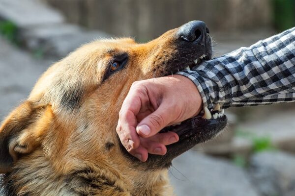 Legal Implications of Dog Bites