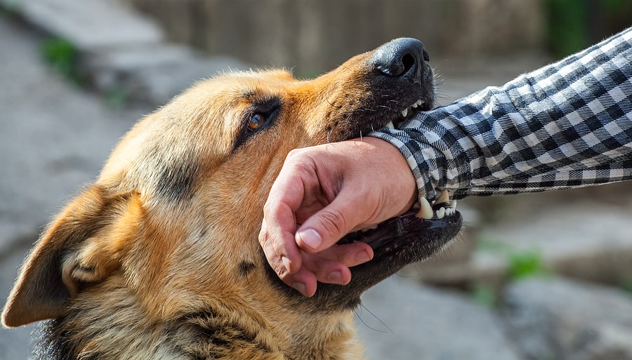 Legal Implications of Dog Bites